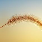 【書評】「白いネコは何をくれた？」に学ぶ人生のマーケティング
